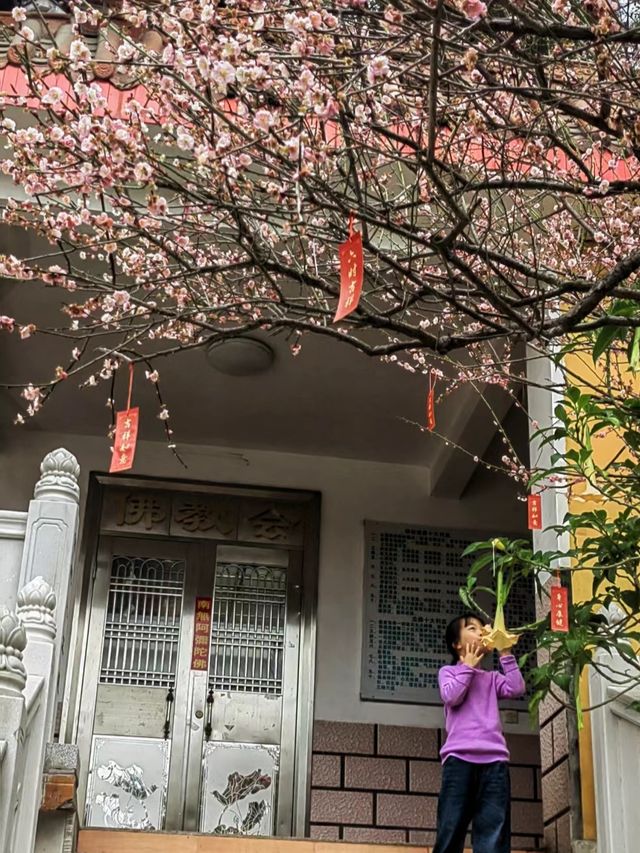 浙江杭州淨慈寺—剛好花開，遇見是緣