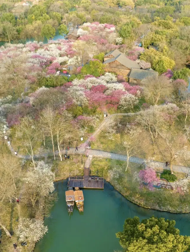 The plum blossoms in Hangzhou are gradually blooming, take advantage of the Spring Festival holiday to enjoy the plum blossoms