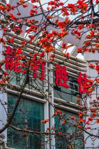 花城春早，最是一抹木棉紅