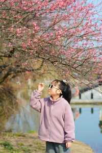 蘇州春日踏青，抓住梅花的尾巴