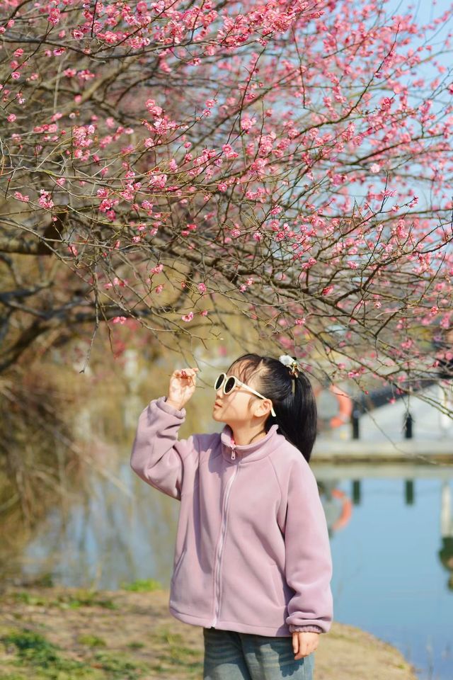 蘇州春日踏青，抓住梅花的尾巴