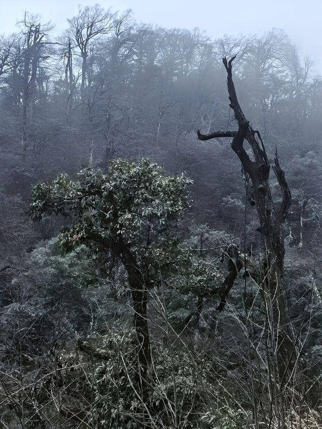 這是屬於加宜苗寨的原始森林