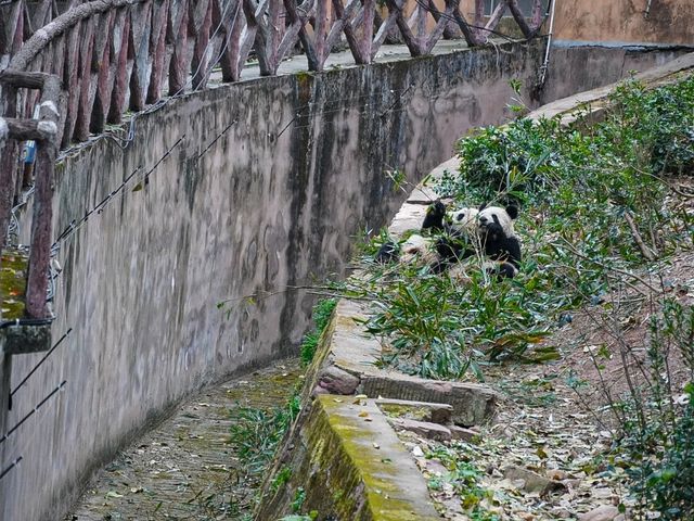 Must see Panda Village in Chengdu