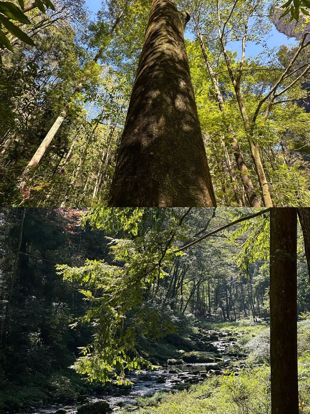 張家界旅遊 除了貴 哪都好！懶人保姆級攻略