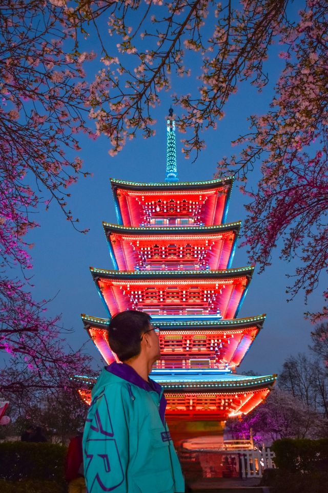 還有誰不知道東湖的夜櫻開逛了