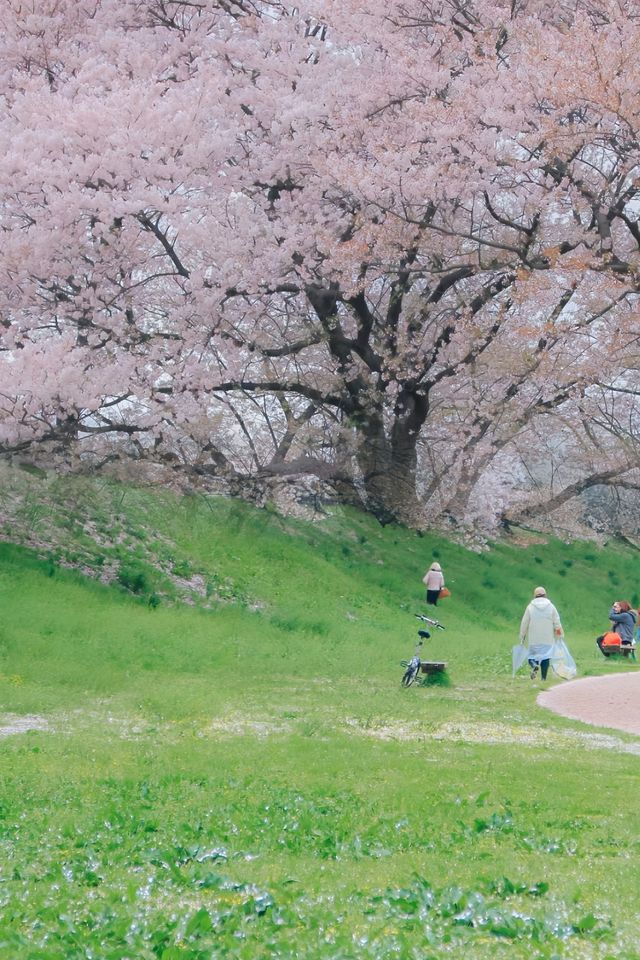 去了‖但錯過櫻花才更遺憾