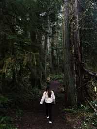 西雅圖周邊遊來到暮光森林也太美了