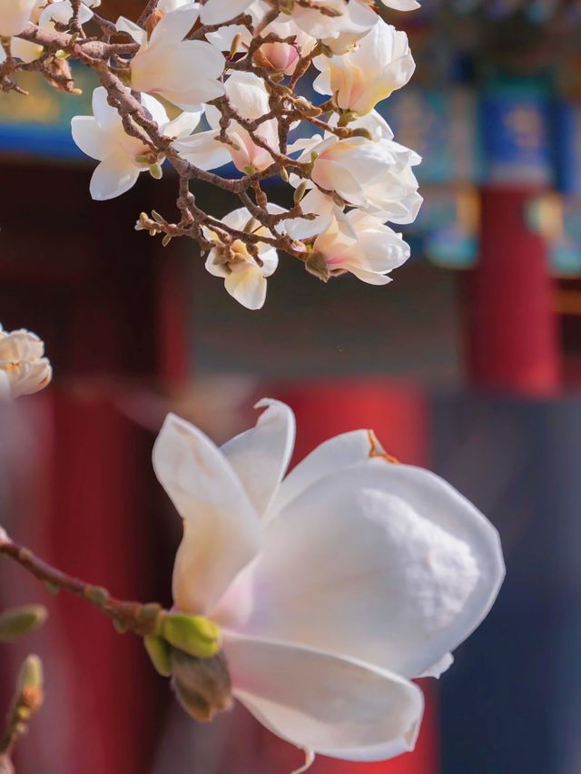 緊鄰故宮的小眾寺廟，人少景美的賞花勝地