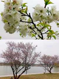 嘉興秀湖公園，水清岸綠，魚翔淺底，水鳥悠游