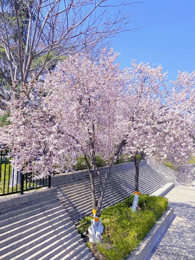 春日宜祈福這廣仁寺找到久違的春色