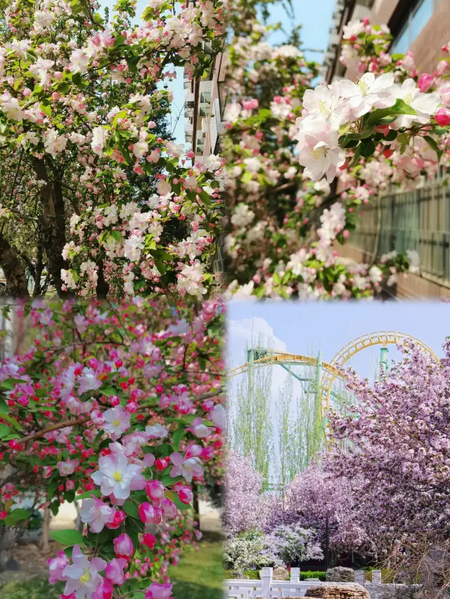 Tianjin's Five Avenues Crabapple Blossom Season | Encounter the 'Floral Feast' during the Qingming Holiday?