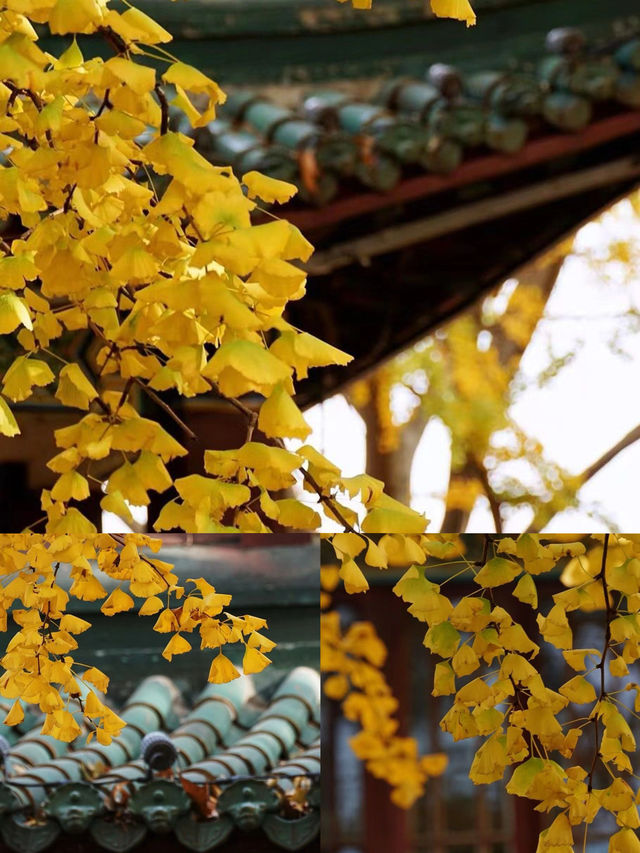 玄武湖·梁洲｜南京的秋天真的好美