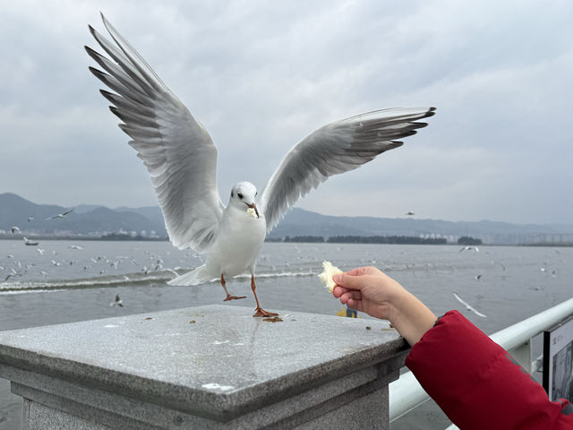 麗江+昆明+大理+香格里拉六日遊