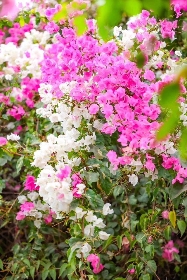 攀枝花河門口公園的三角梅盛開啦！