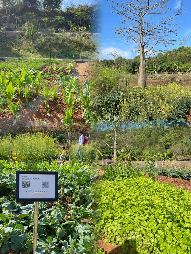 親子共度美好時光，盡在西麗生態公園