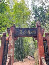 四川眉山中岩景區輕徒步桫椤原始森林