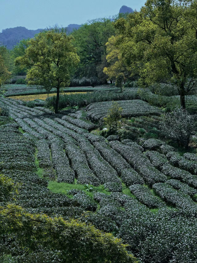 武夷山｜詳細攻略輕鬆暢遊山水間！