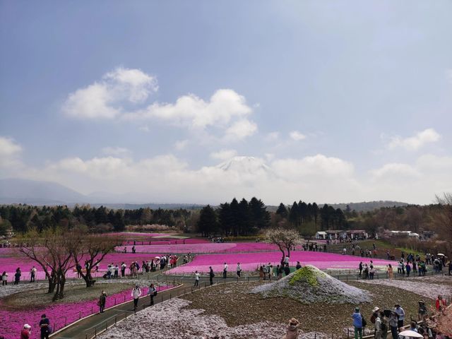 富士山下的芝樱節