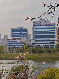 花城尋花記｜去0元小眾賞花地拾一袋紅木棉回家煲湯