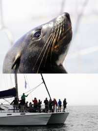 鯨灣有鯨     海豹為伴——納米比亞鵜鶘岬