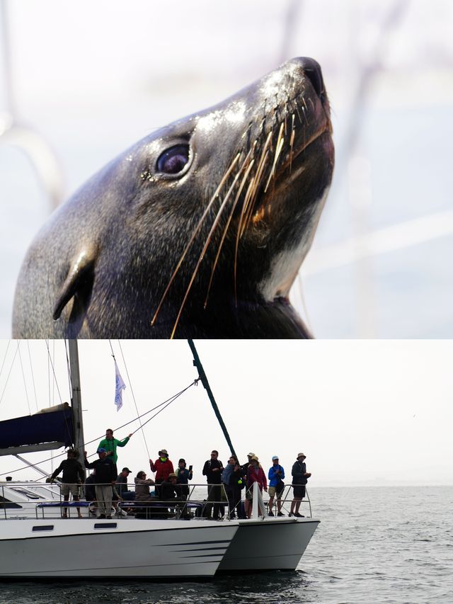 鯨灣有鯨     海豹為伴——納米比亞鵜鶘岬