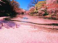 Best Tokyo Sakura Spot