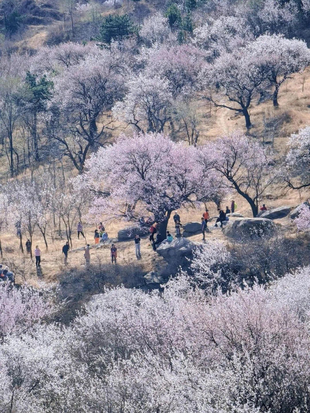 A mountain 🏔️ of spring 🌸 