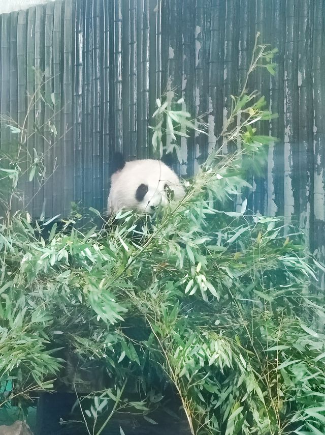 上海動物園從沒讓我失望過