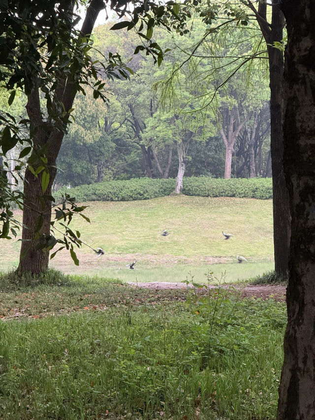 走進無錫貢湖灣濕地公園，感受原始森林之美