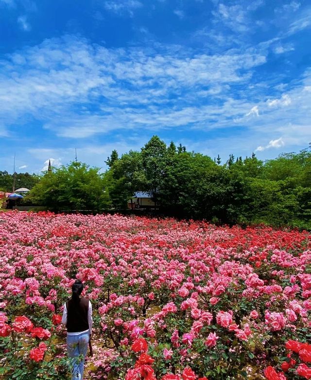 玫瑰花溪谷|親子遊玩的莫奈花園