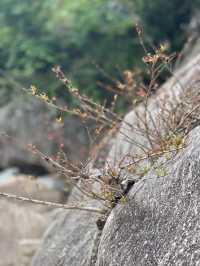 黃山祁門統坑