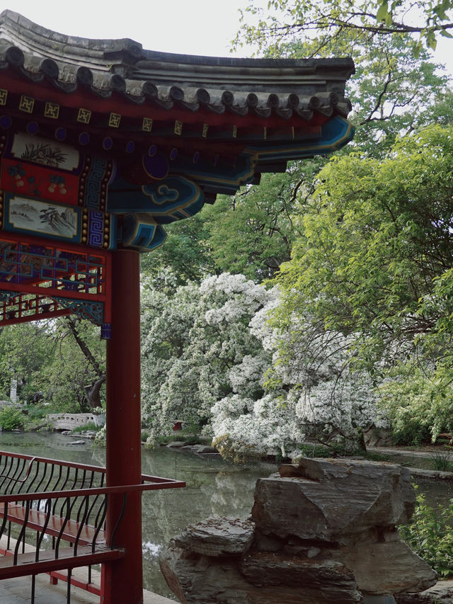 北京春日花事｜來北大一定別錯過這裡的流蘇