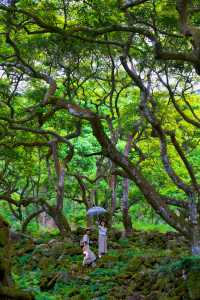 在廣州宮崎駿同款魔幻森林氛圍感絕了
