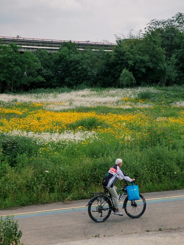 騎行尋寶！成都玉石濕地公園，邂逅超大規模花海