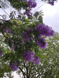 藍花楹｜昆明的浪漫紫