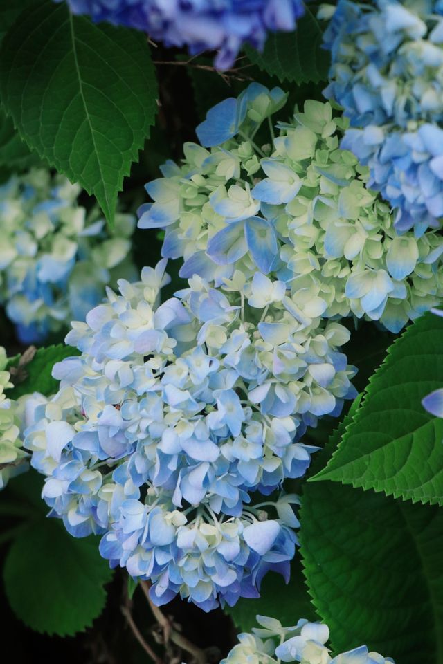 五月無盡夏