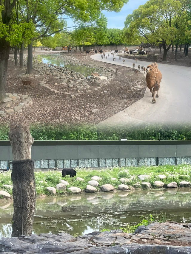 上海野生動物園入園必看攻略