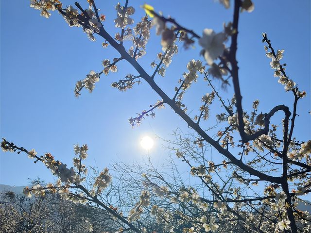 尽赏春天浪漫一桂峰李花。