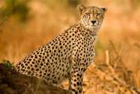 南非  克魯格國家公園  Kruger National Park