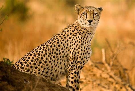 南非  克魯格國家公園  Kruger National Park