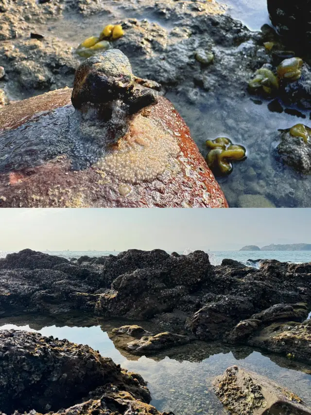 惠州免費趕海