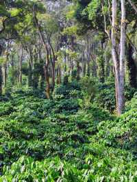 🌟 Coorg's Hidden Gems: Luxe Stays & Scenic Bliss 🌿✨