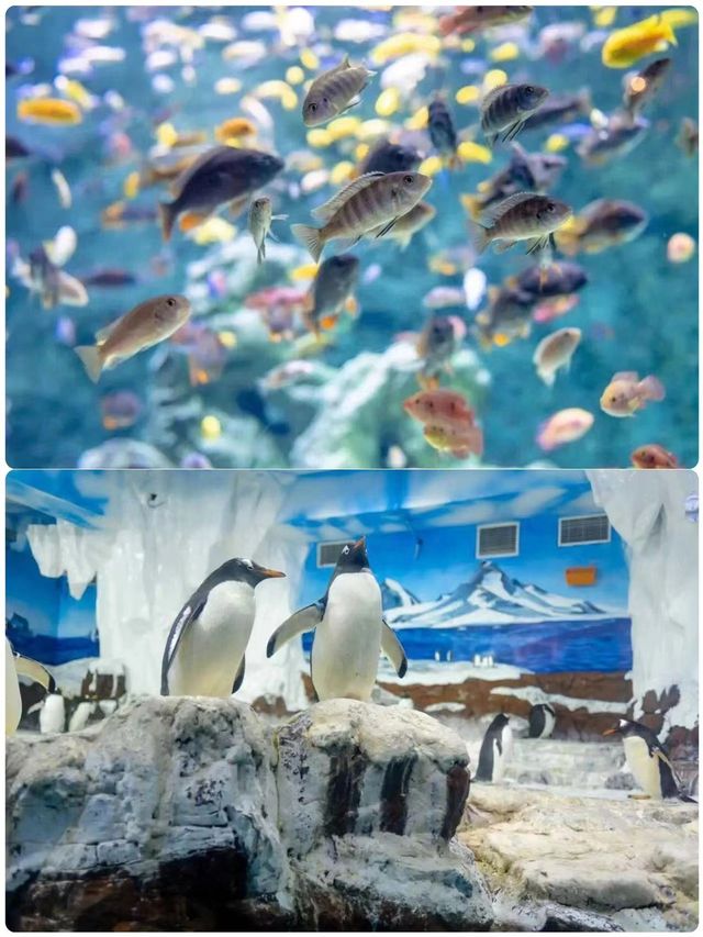 朋友圈問爆了！長沙超夢幻海洋公園來了！