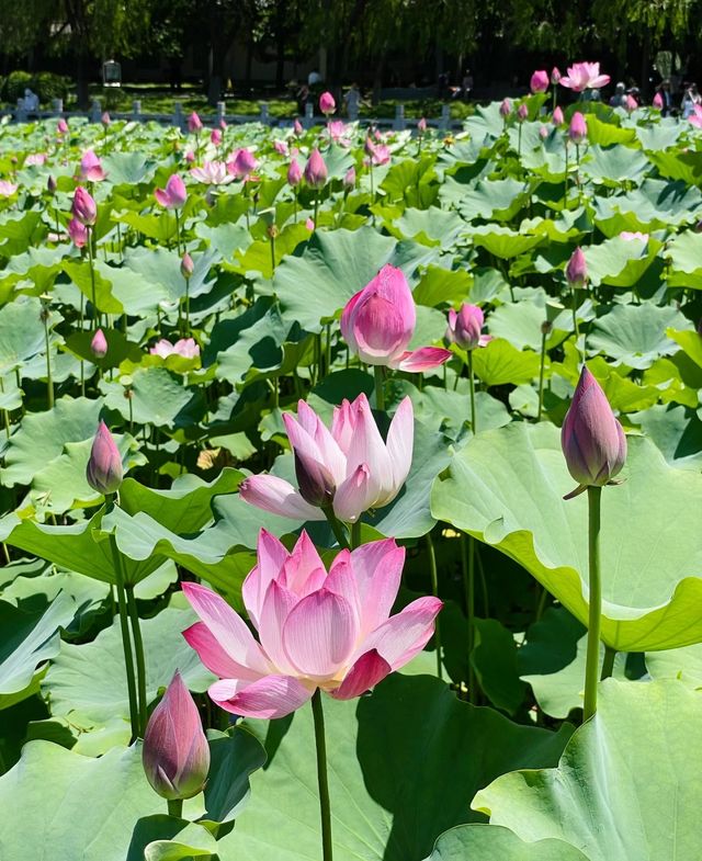 蓮花池公園～很幸運看到了的並蒂蓮