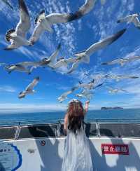 別再人擠人了，來海驢島喂海鷗吧