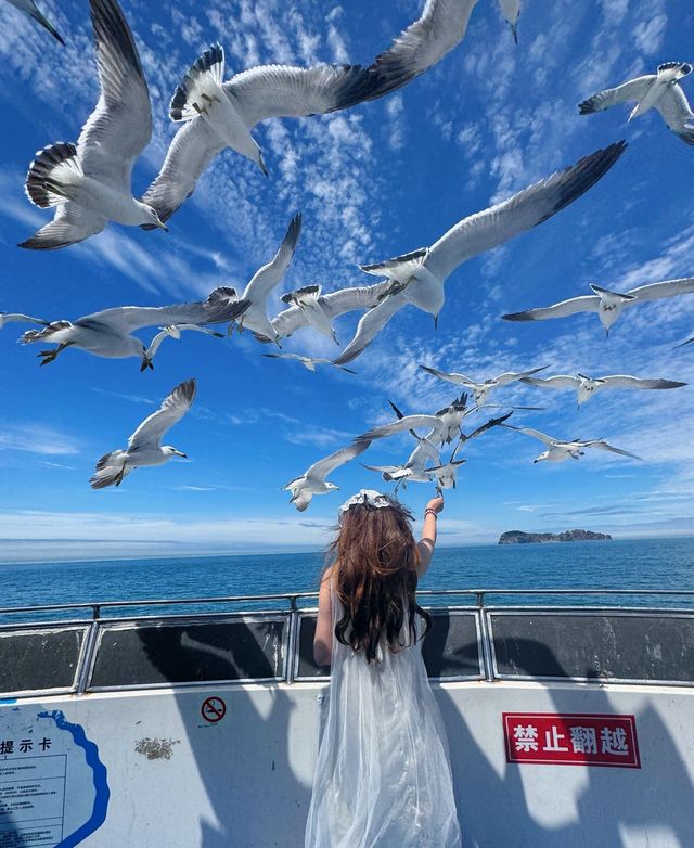 別再人擠人了，來海驢島喂海鷗吧