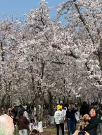So Many Cherry Blossoms at Long Museum 🌸