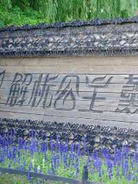 去新疆過夏天 遇見伊犁薰衣草園