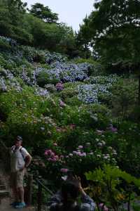 梅雨季的下田公園“紫陽花”
