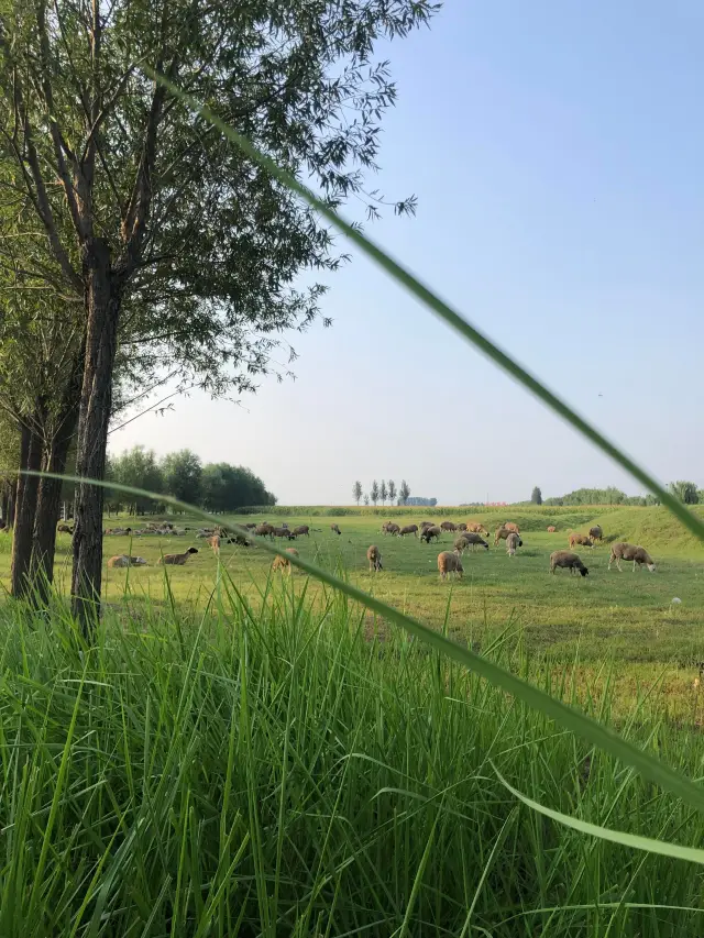 Zhengzhou's own Altay Grassland, 30 kilometers from the city center